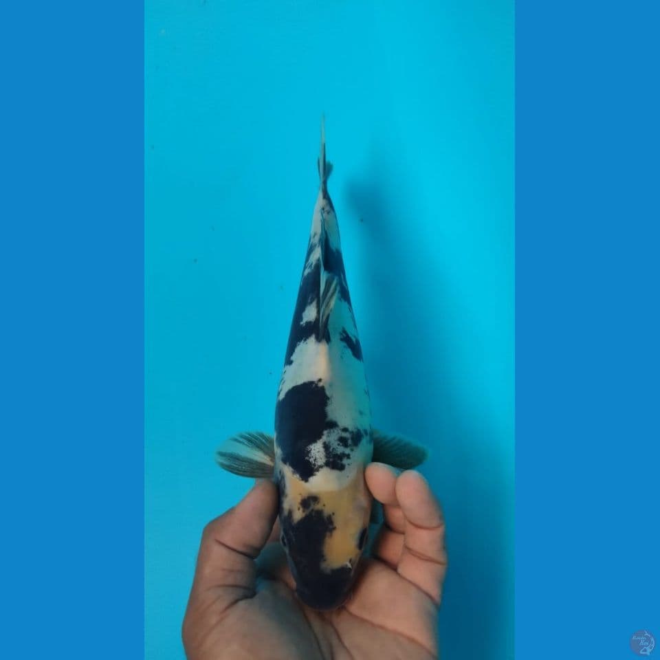 DOITSU  27CM