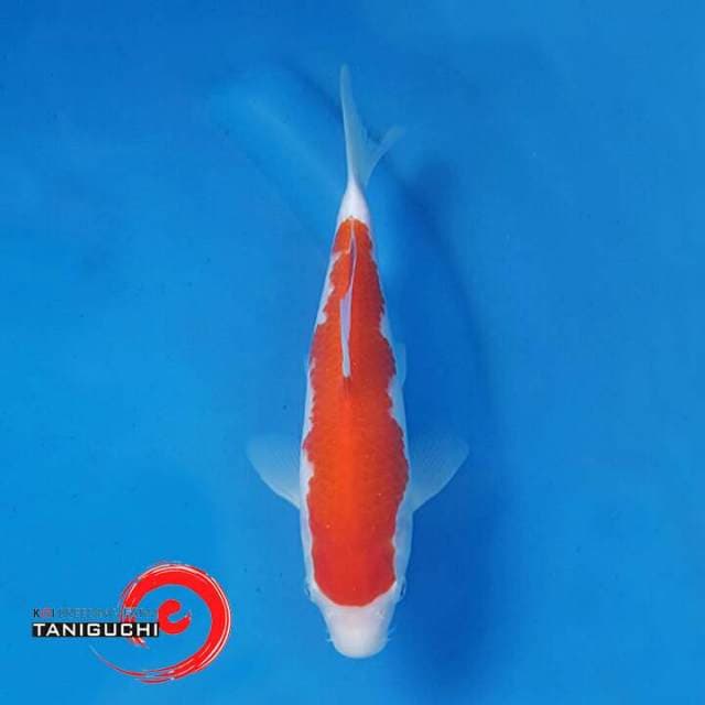 KOHAKU IMPOR TANIGUCHI