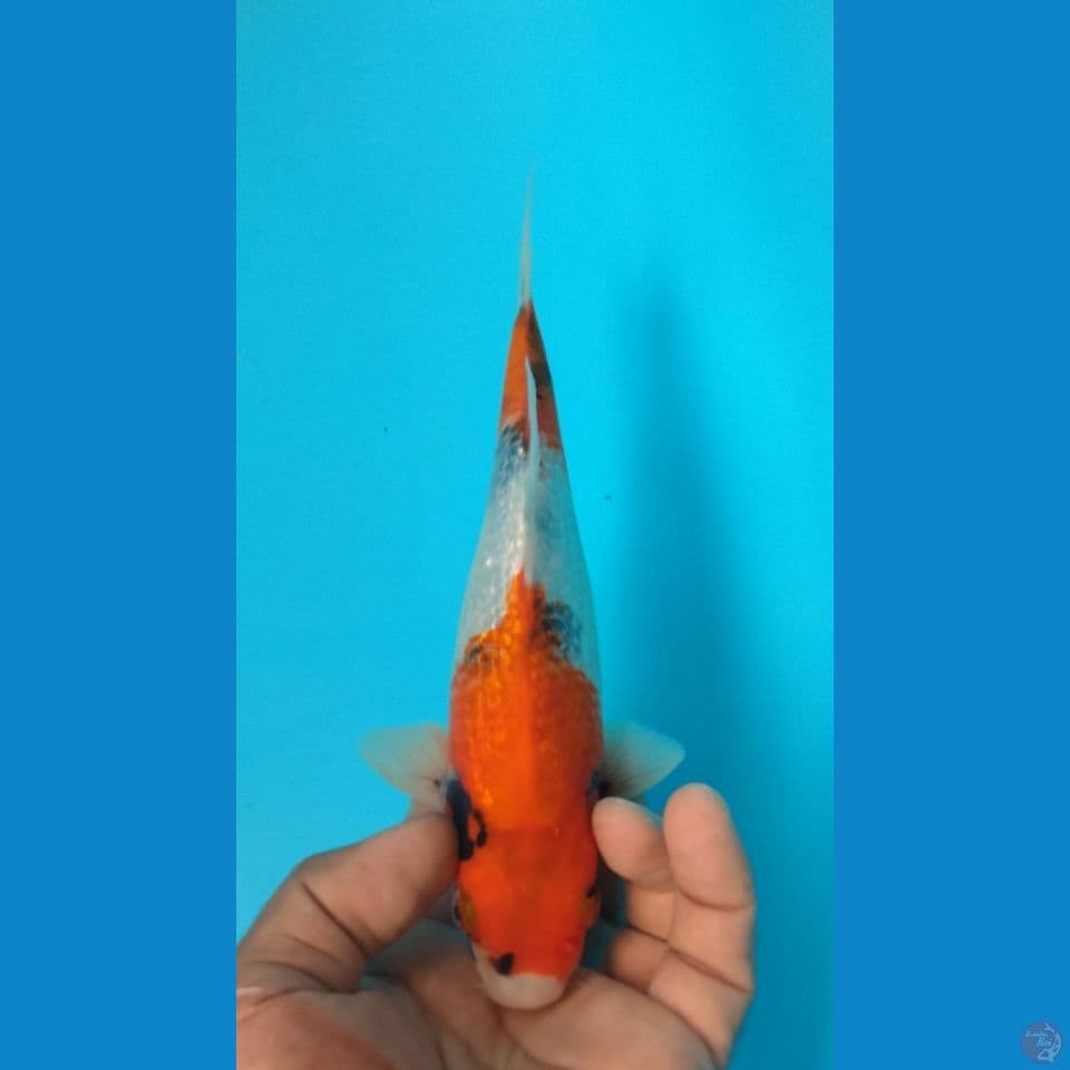 GINRIN 24CM