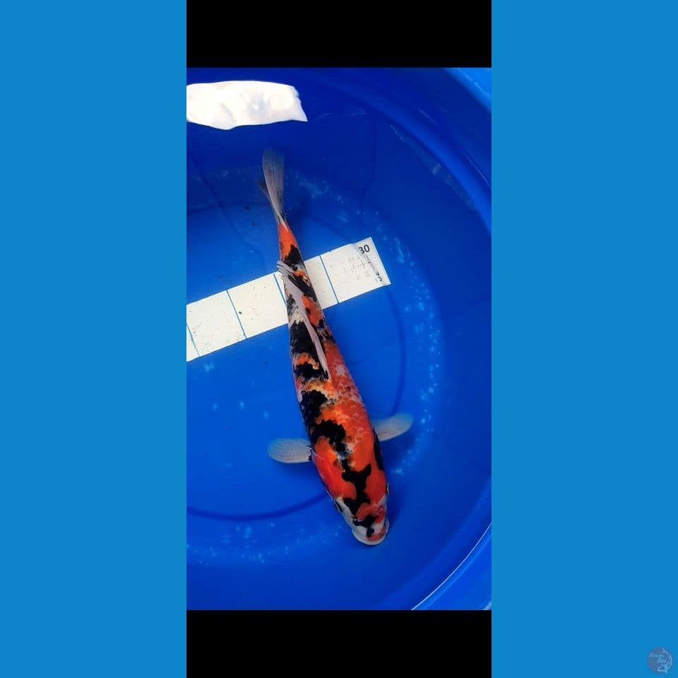 showa jantan metir 35cm