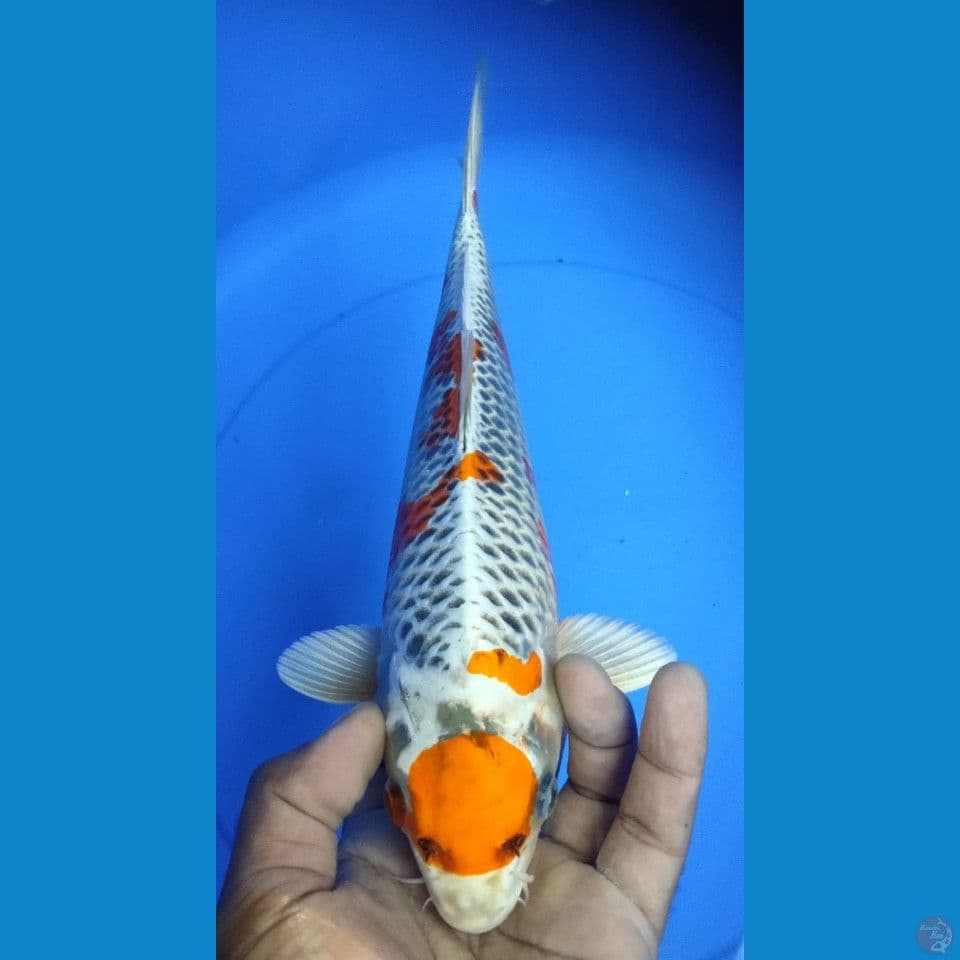 KUJAKU 33CM