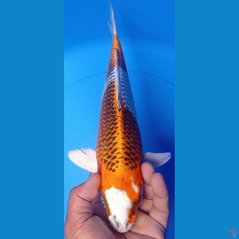 KUJAKU 33CM