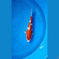 KOHAKU GINRIN ~ 30CM