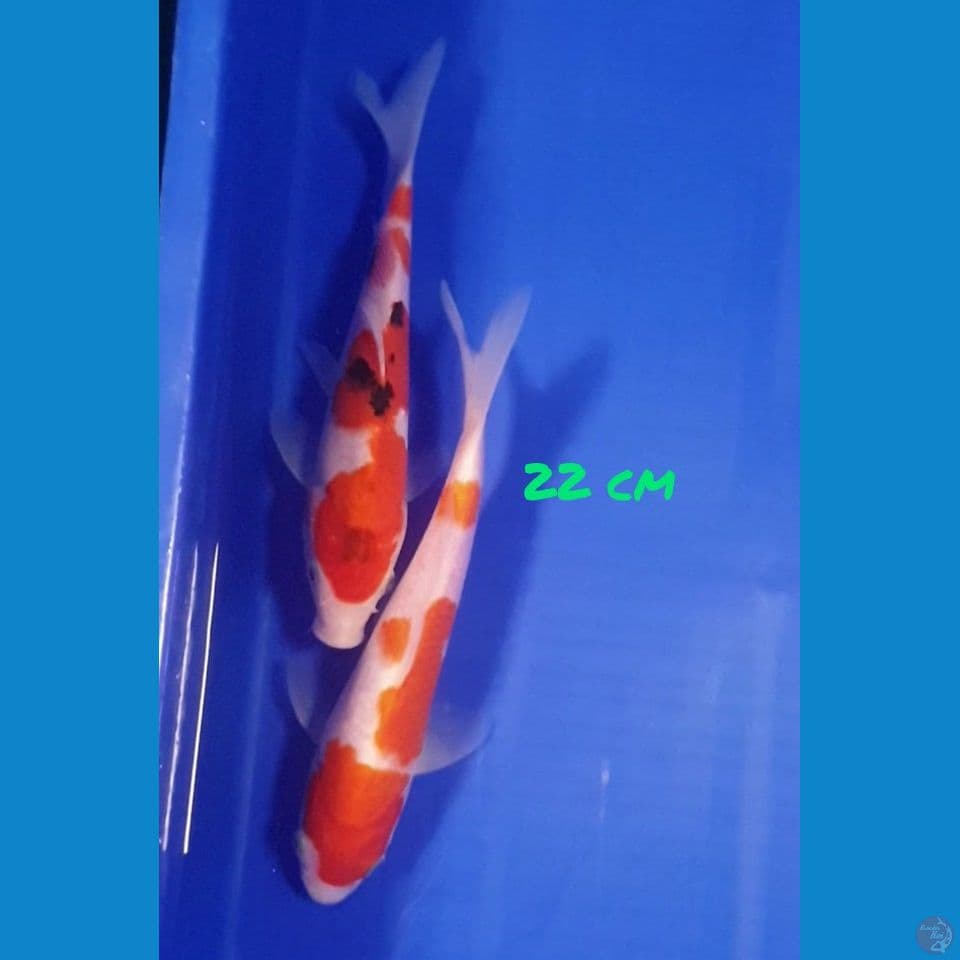22cm KOHAKU SANKE