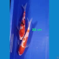 22cm KOHAKU SANKE