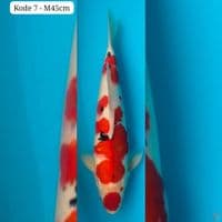 maruten 45cm male