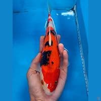 Showa tategoi 28cm