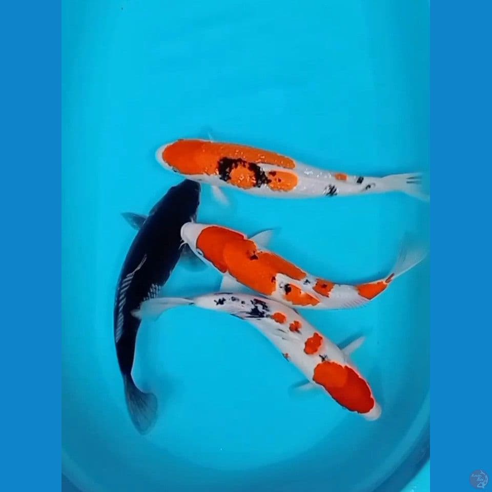 SANKE  MIXS OCHIBA 34-38 CM