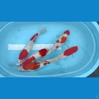 40cm kohaku 5 ekor