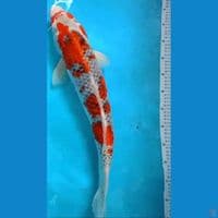 gosiki 58cm...jumbo tosai