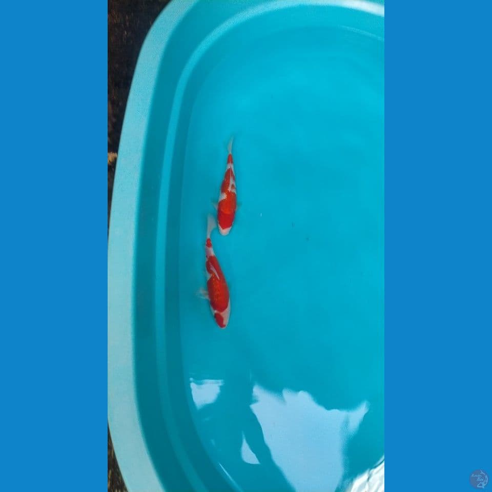 Kohaku Gindrin Bl Maruyama 20cm™