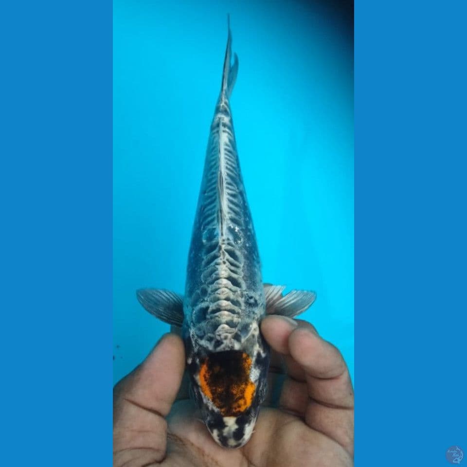 TANCHO KIKO 25CM