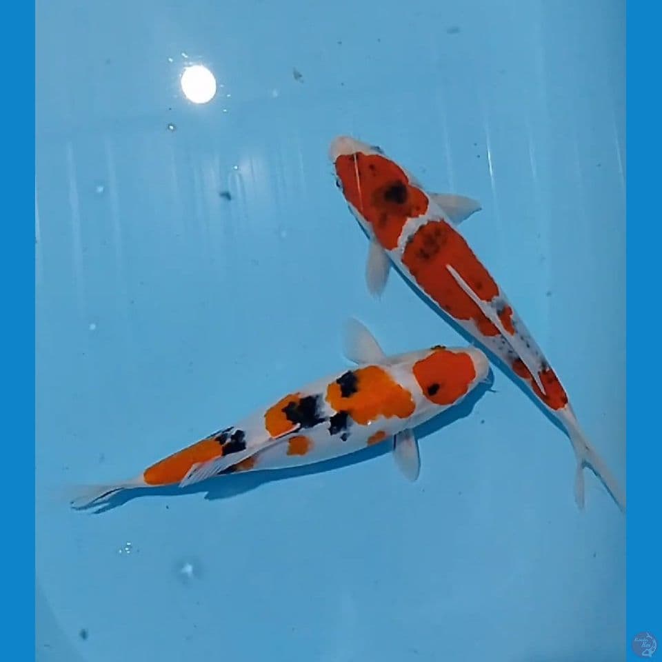 maruten sanke dan sanke goshiki 32&34 cm
