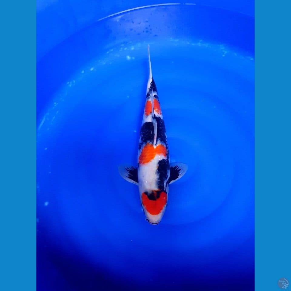 Maruten Showa 37cm original 