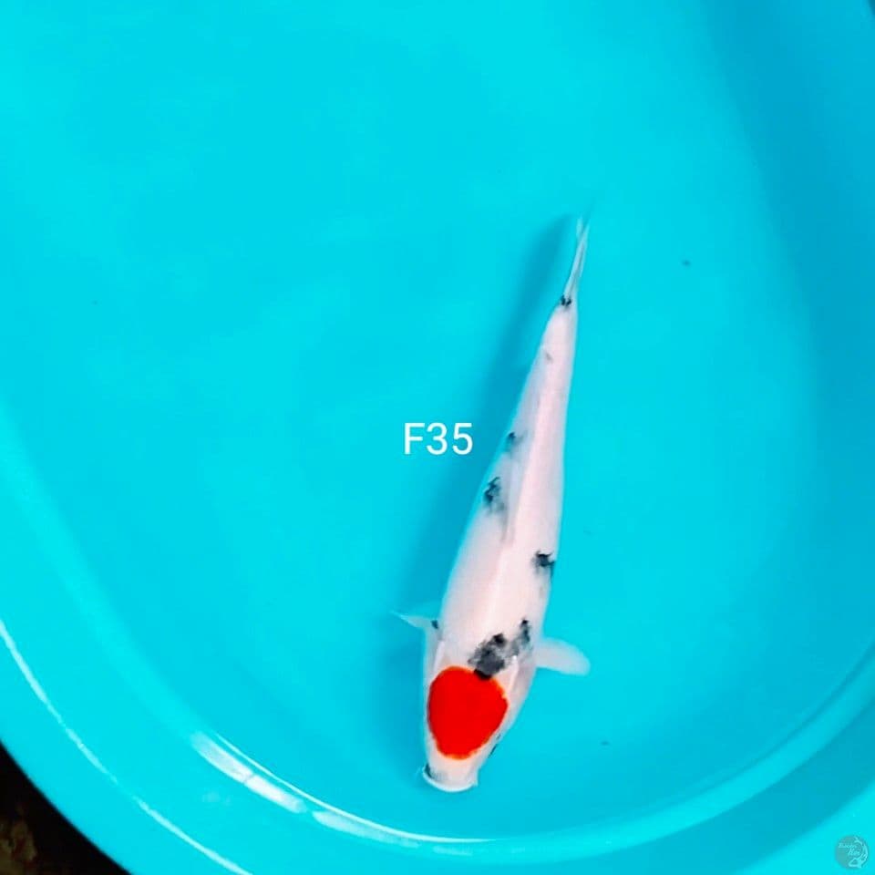 tc showa 35cm