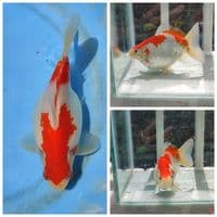 13CM SQ MALE Tamasaba
