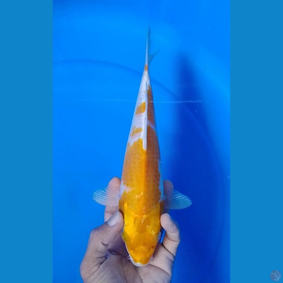 hariwake 28cm.m