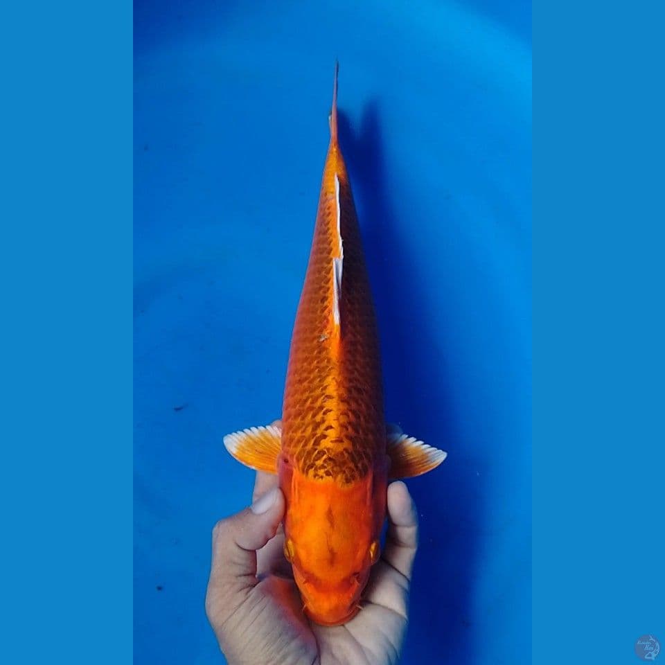kin matsuba 33cm