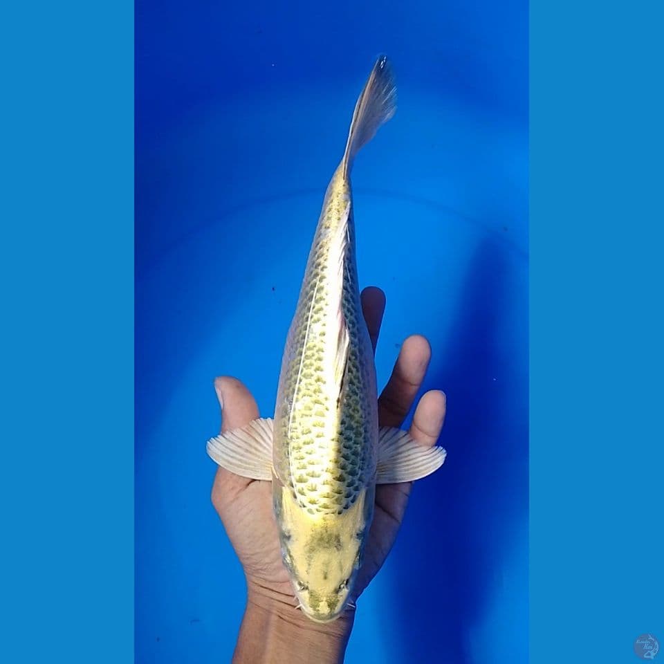 mukasi punuk 26cm.m