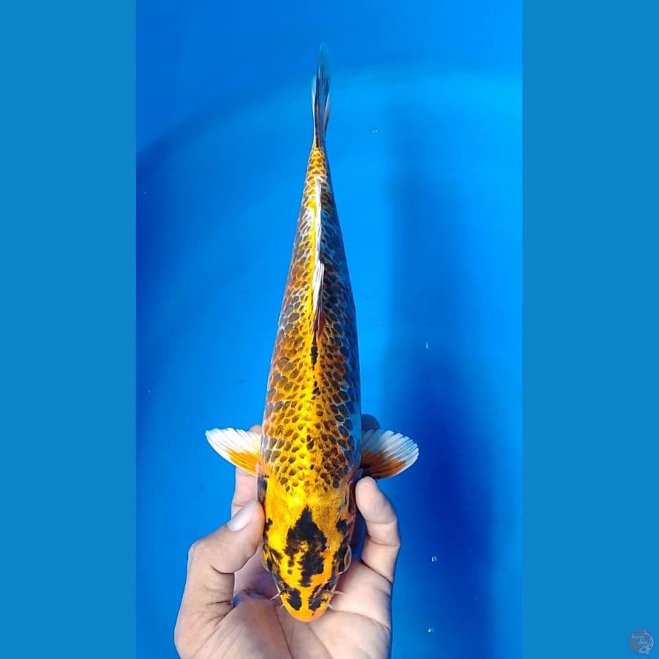 kawari mono 29cm.m