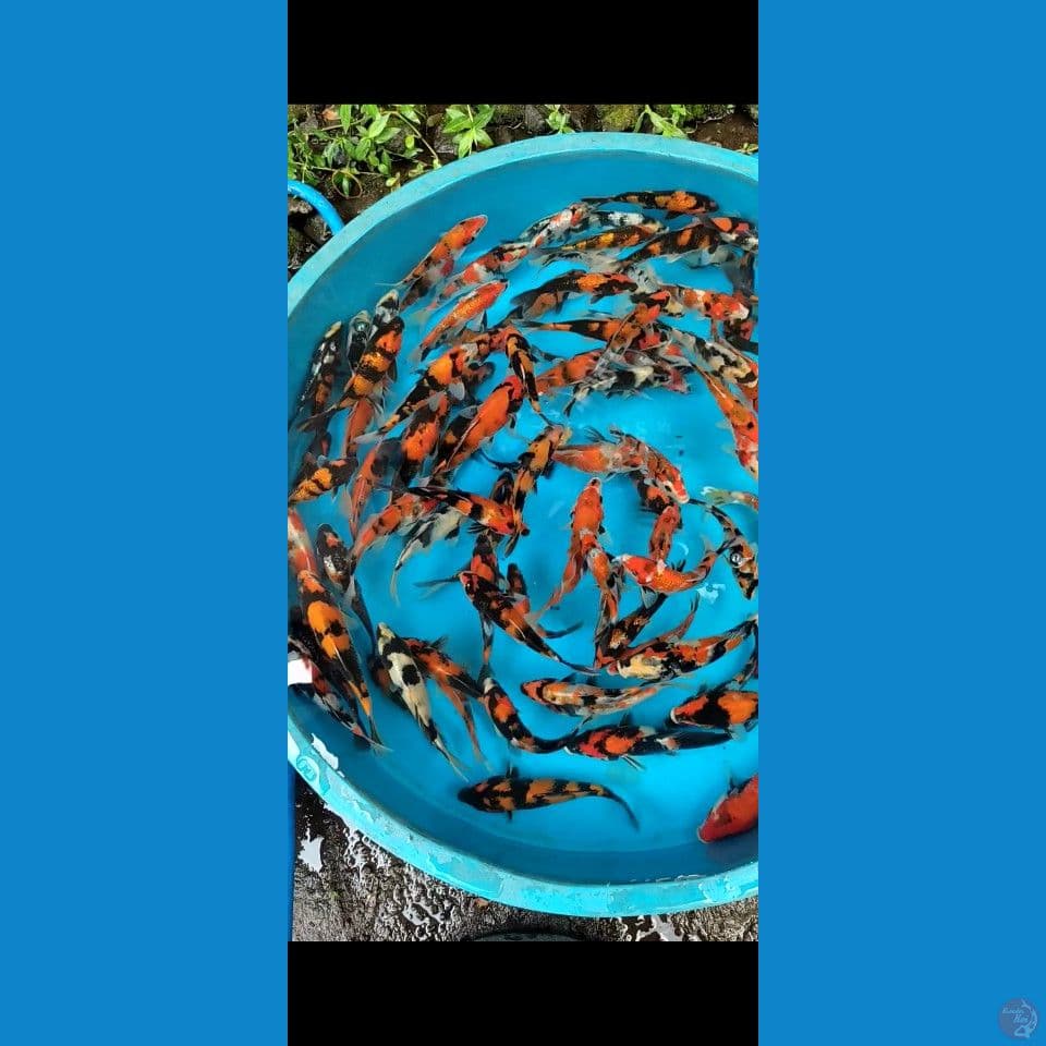 Showa mix Grade A+ 15-25cm 100ekor