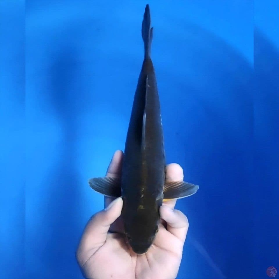 Black doitsu # 29cm - Female