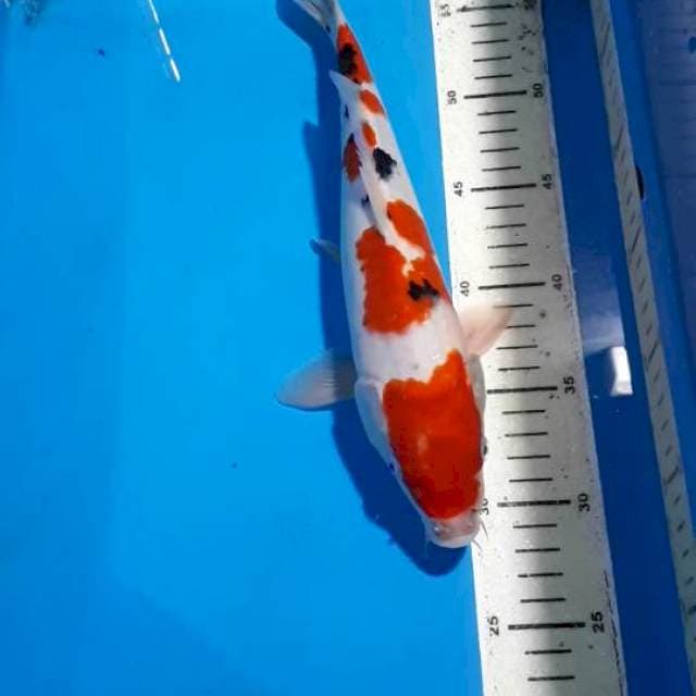 SANKE 30 CM