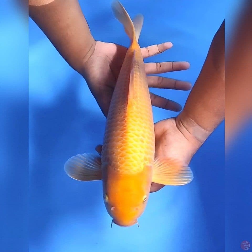 Karashi # 41cm - Male