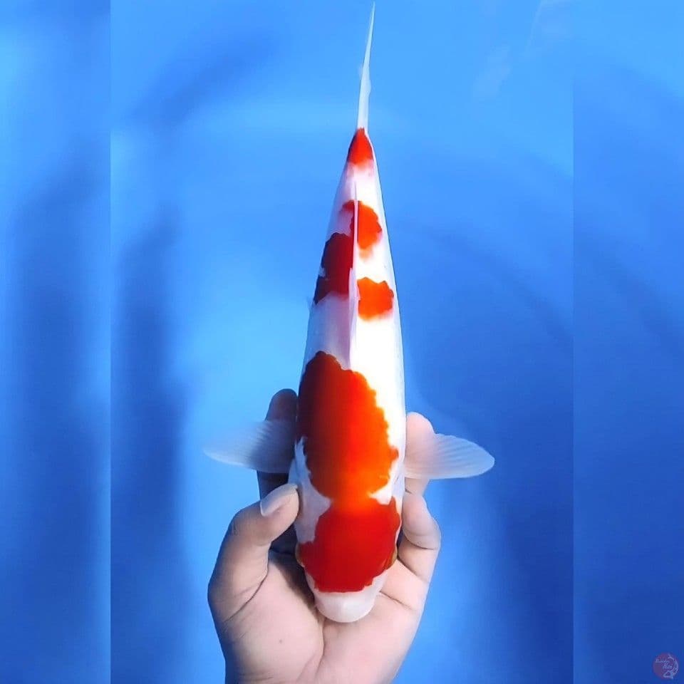 Kohaku # 36cm - Female
