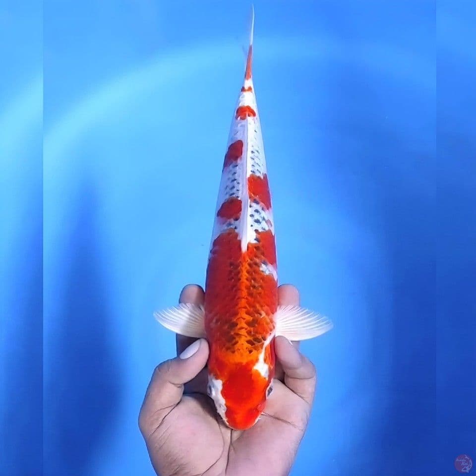 Kujaku # 31cm - Female