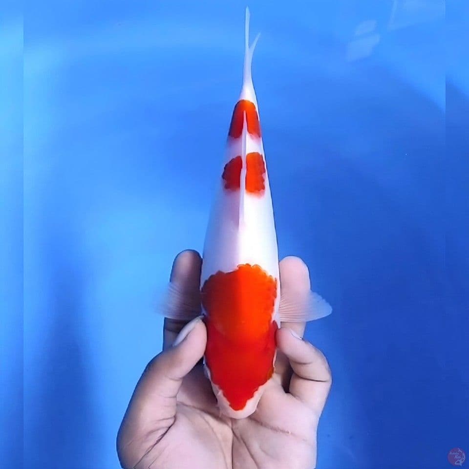 Kohaku # 2rcm - Male