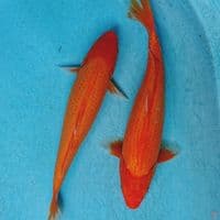 DUO AKA HAJIRO 32,33 CM
