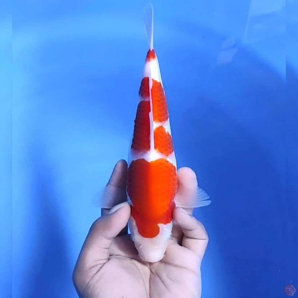 Kohaku # 26cm - Male