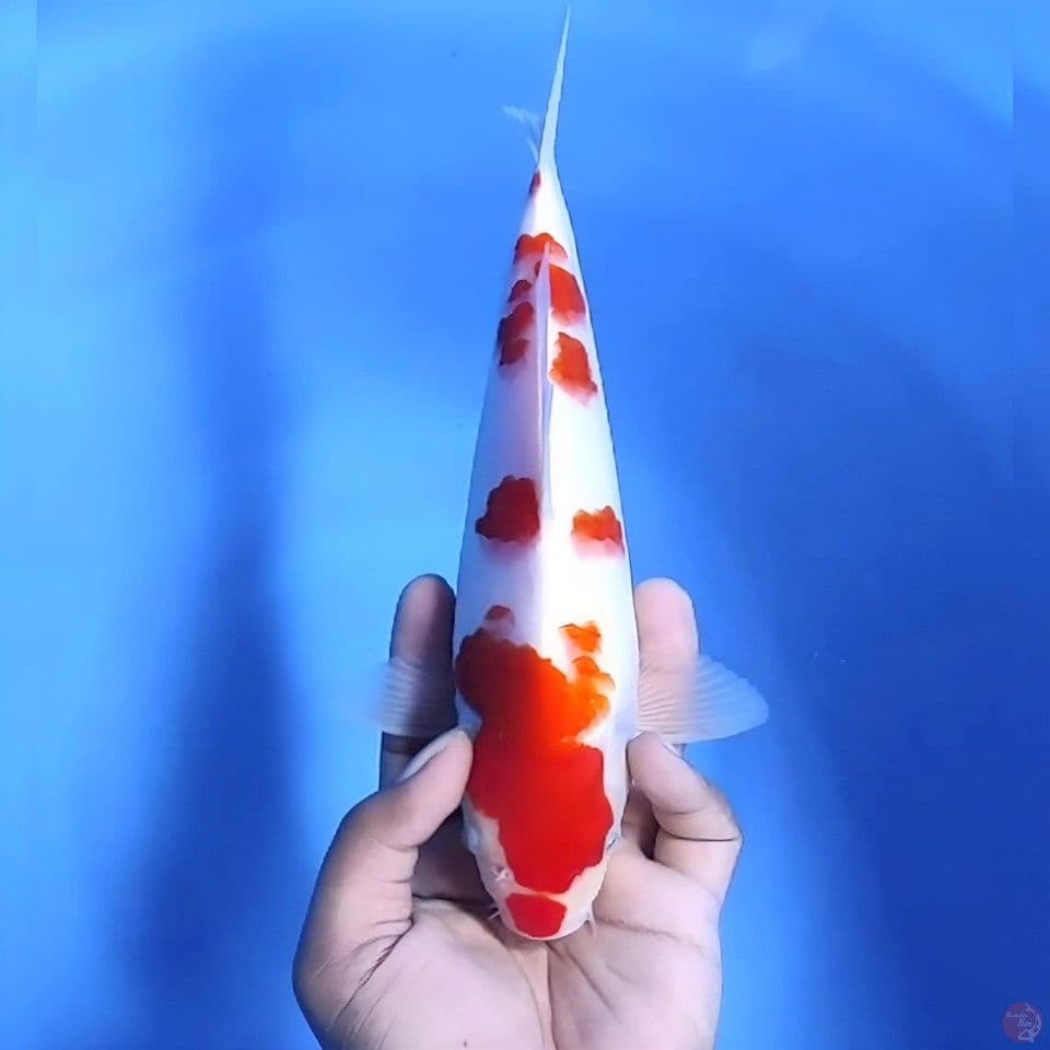Kohaku # 27cm - Male