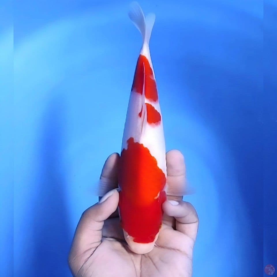 Kohaku # 28cm - Male