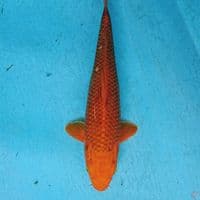 CARAMEL 30 CM