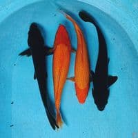 PENJINAK KOLAM 32-33 CM