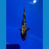 showa ginrin 22 cm