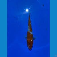 showa ginrin 20 cm