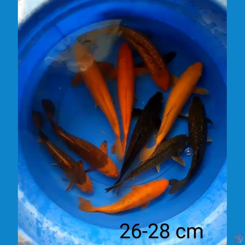 mix ogon 26-28 cm