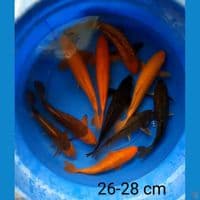 mix ogon 26-28 cm