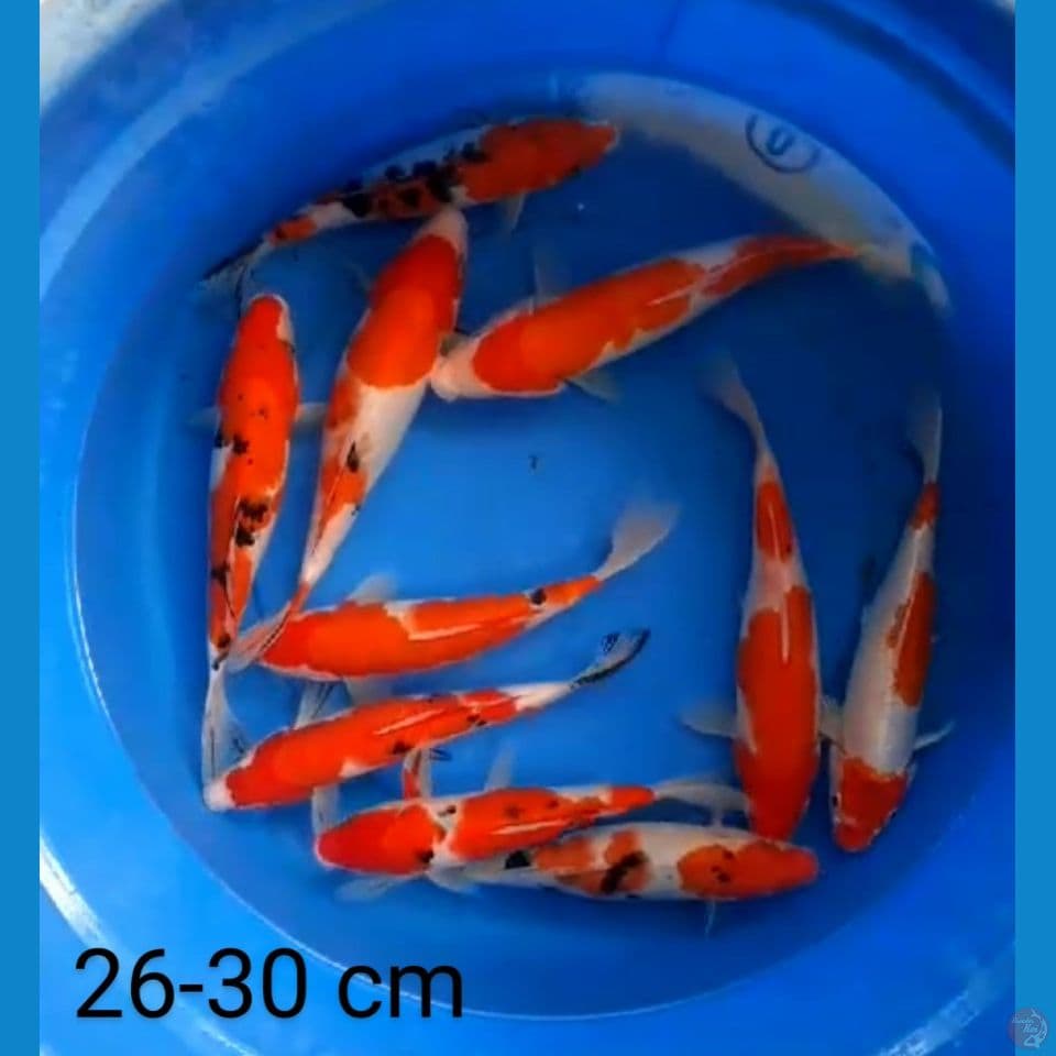 mix merah 26-30 cm
