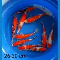 mix merah 26-30 cm