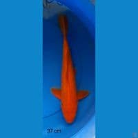 benigoi male  37 cm