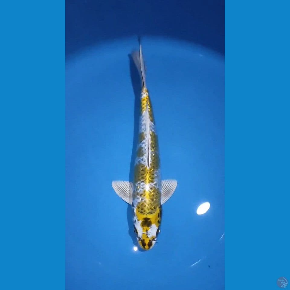 BANANA ~ Male 35CM