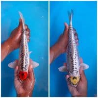 Tancho 30 32cm