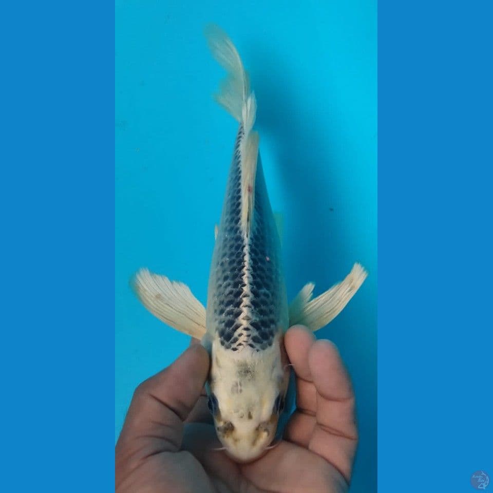 KUMPAY 27CM