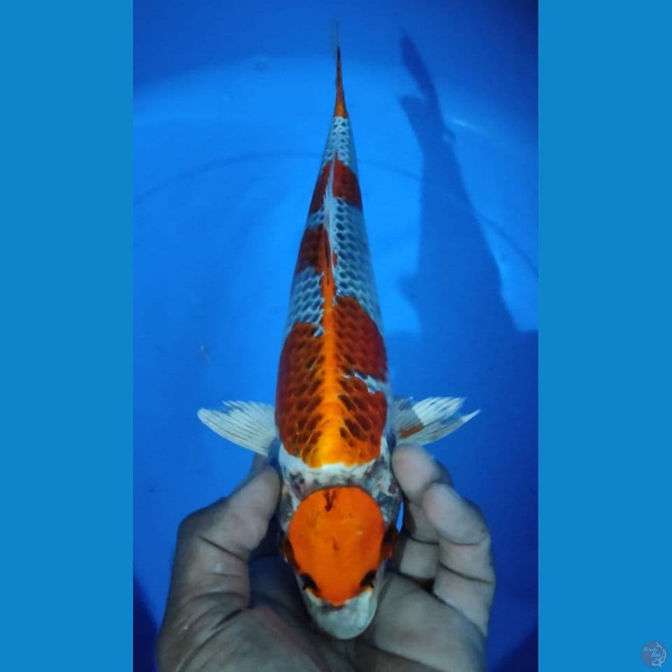 MARUTEN 32CM