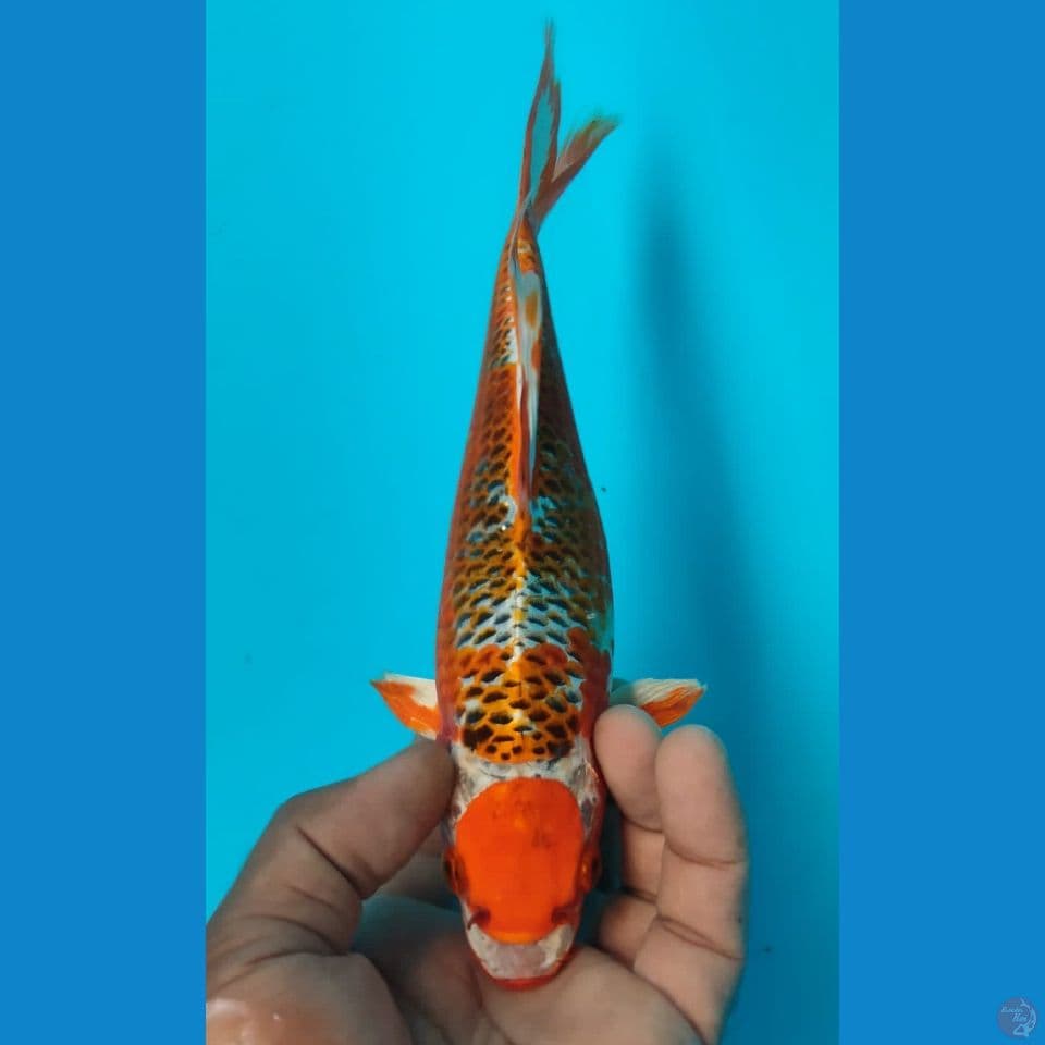 KUMPAY 27CM