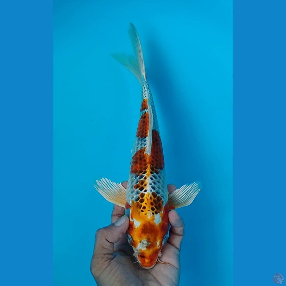 kumoay kujaku 31cm